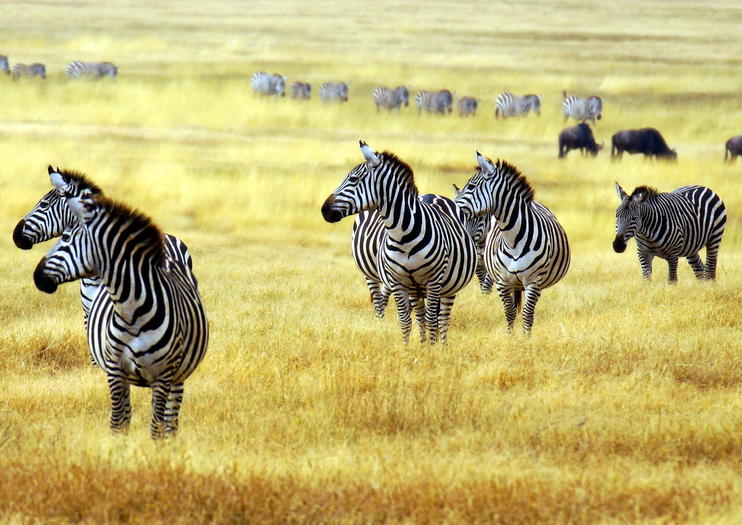 2 days Arusha National Park Safari Tour