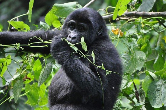 Best place for gorilla trekking 2024 /2025