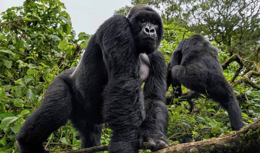 Price of gorilla trekking in Uganda and Rwanda