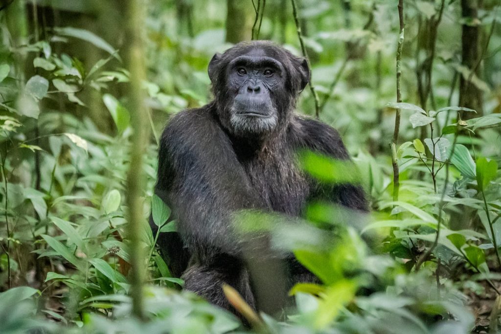 Chimpanzee trekking in Uganda