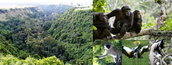 4 Days Queen Elizabeth Wildlife and Chimpanzee Trekking Tour