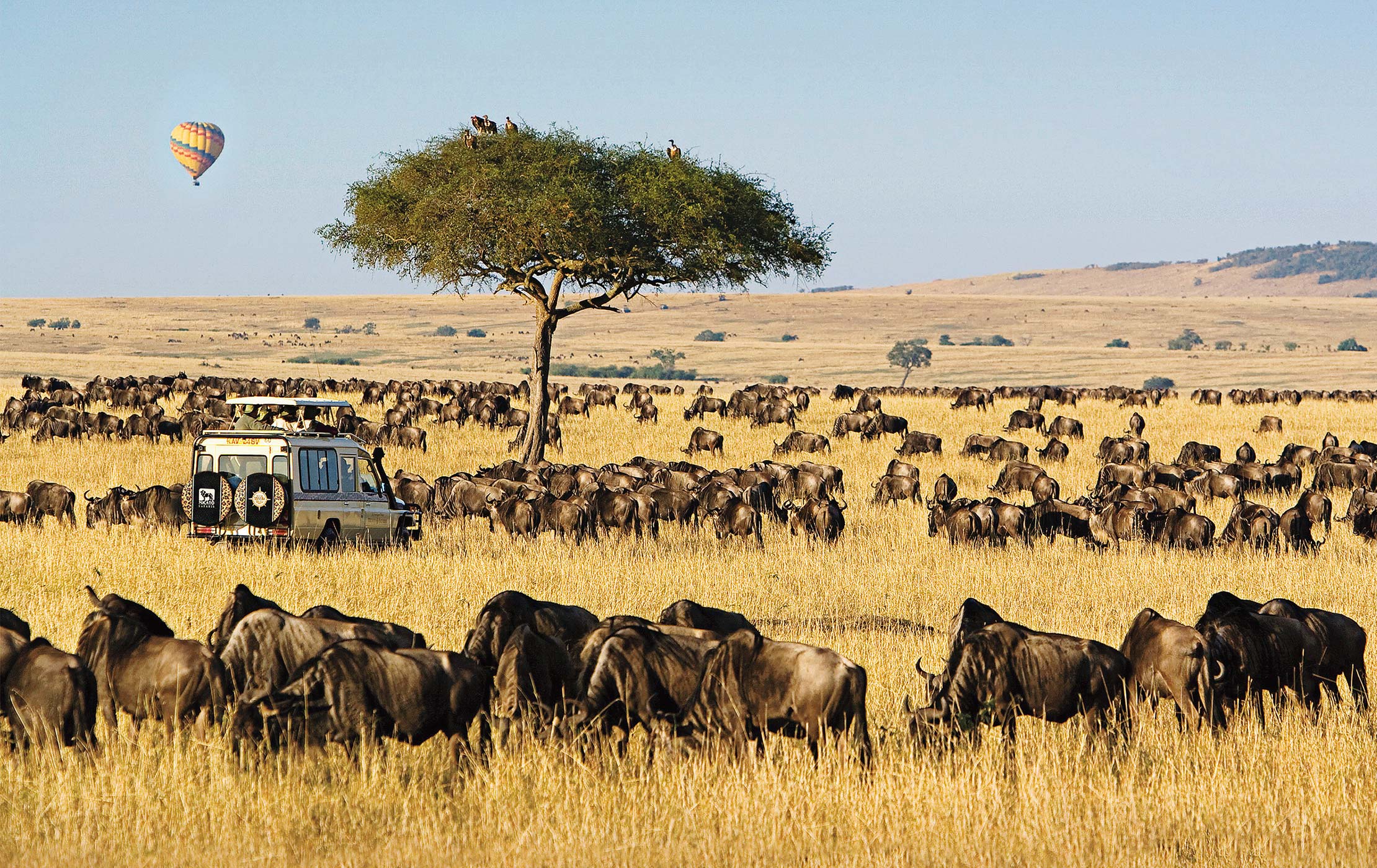 5 days Maasai Mara and Serengeti safari from Nairobi
