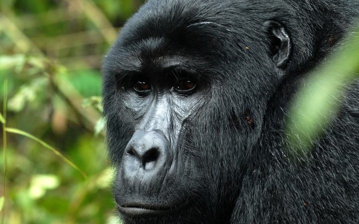 Facts about gorilla habituation experience