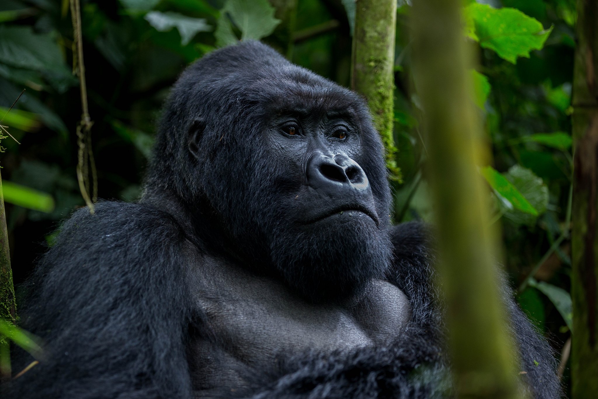 4 Days Rwanda Wildlife & Uganda Gorilla Trekking Safari