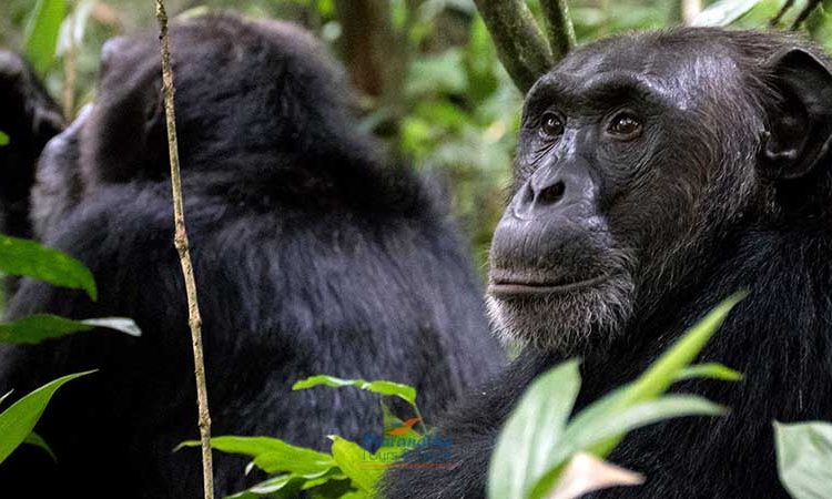 Chimpanzee Trekking In Rwanda