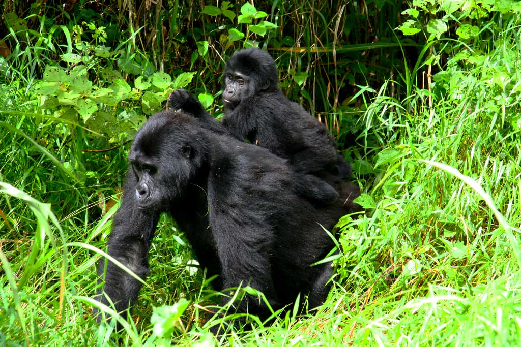Ecology of Mountain Gorillas