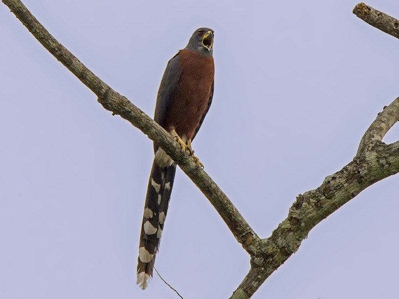 Bird watching in Semuliki National Park
