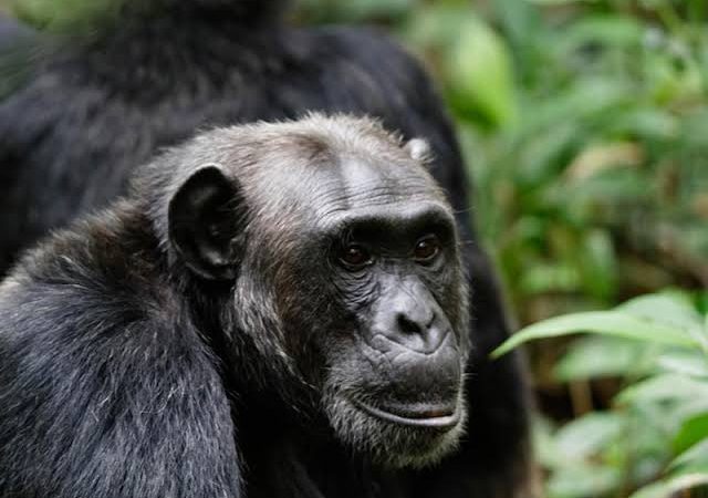 2 Days Chimpanzee Trekking In Budongo Forest
