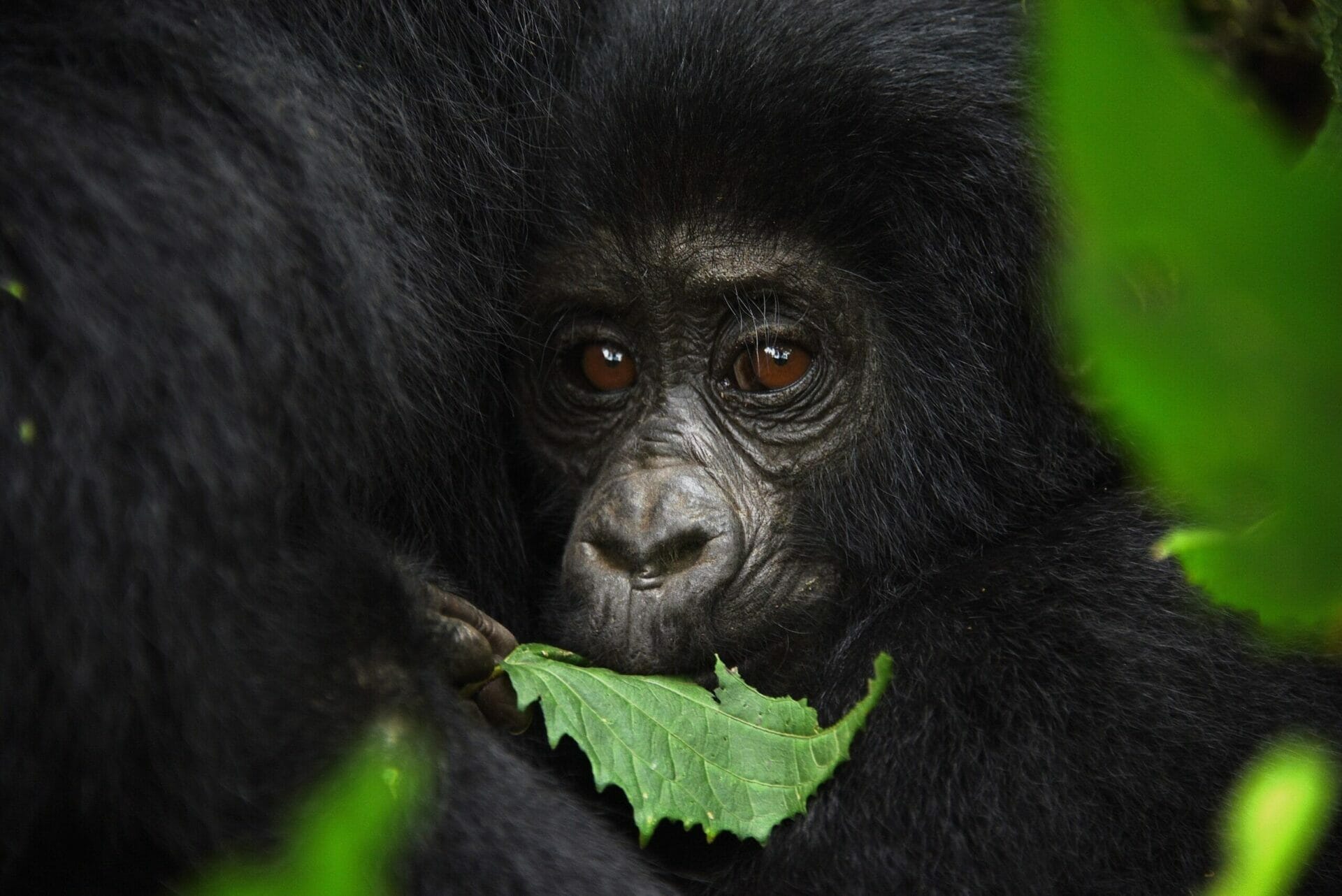 Rwanda gorilla trekking permits 2024