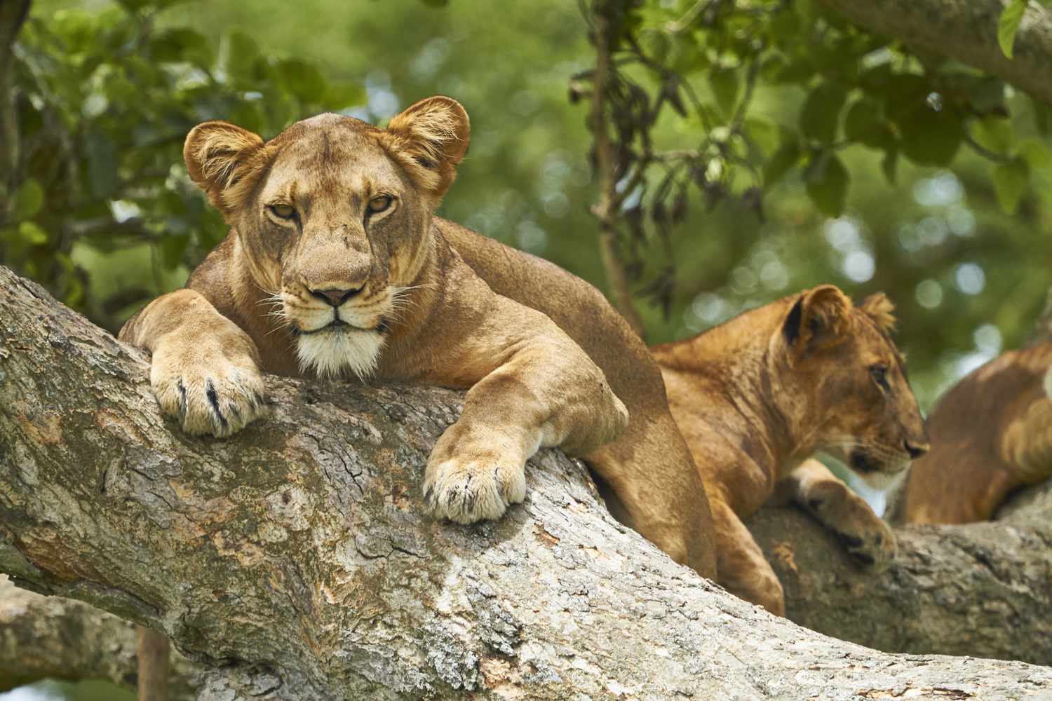 Queen Elizabeth National Park | Primate Holidays | Uganda