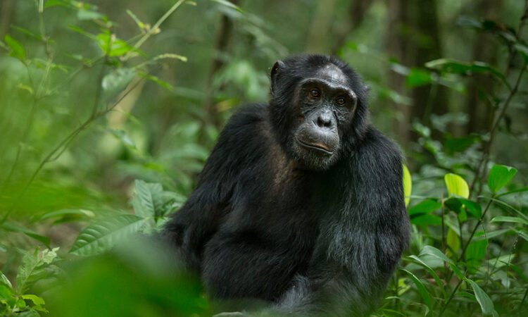 Chimpanzee trekking in Kalinzu forest