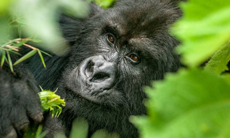 3 Days Mgahinga Gorilla National Park