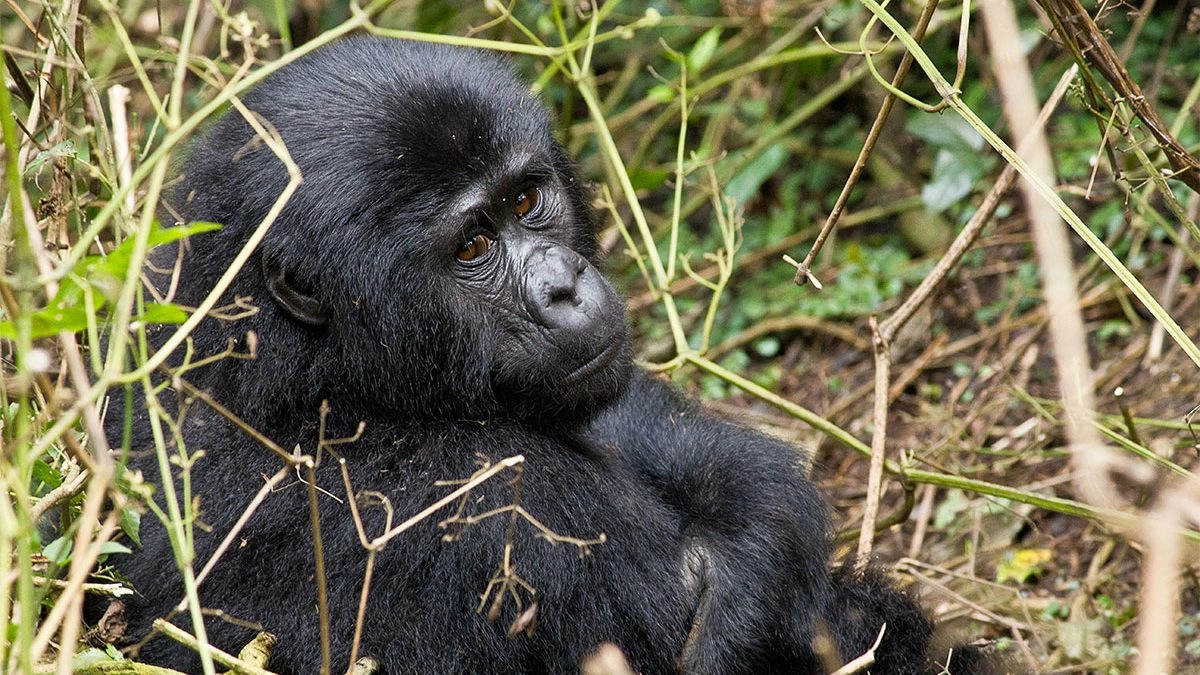 5 Days Rwanda Uganda gorilla trekking Safari