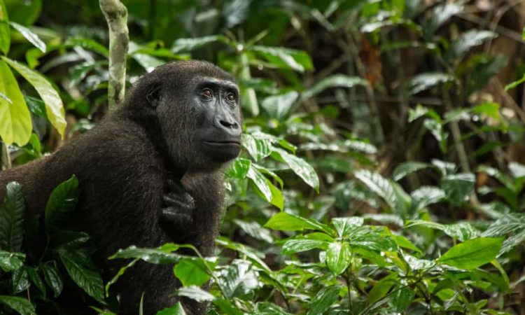 8 Days Rwanda and Nyiragongo hiking Safari