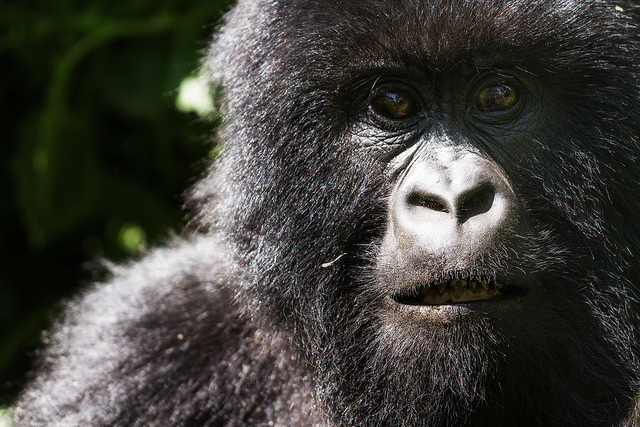 3 Day Virunga gorilla trekking safari