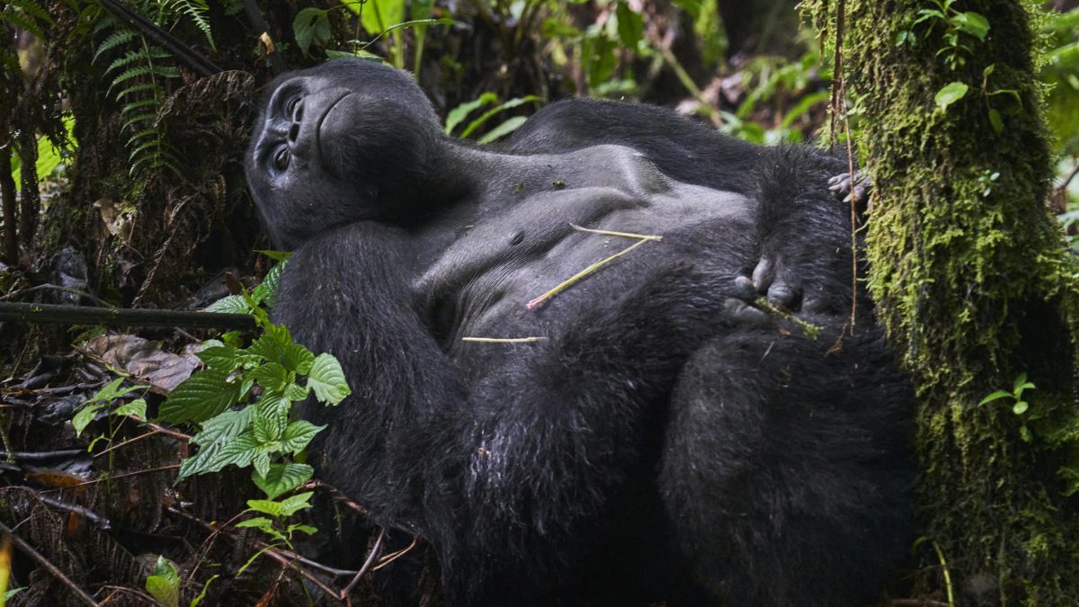 Gorilla trekking safari in Rushaga sector