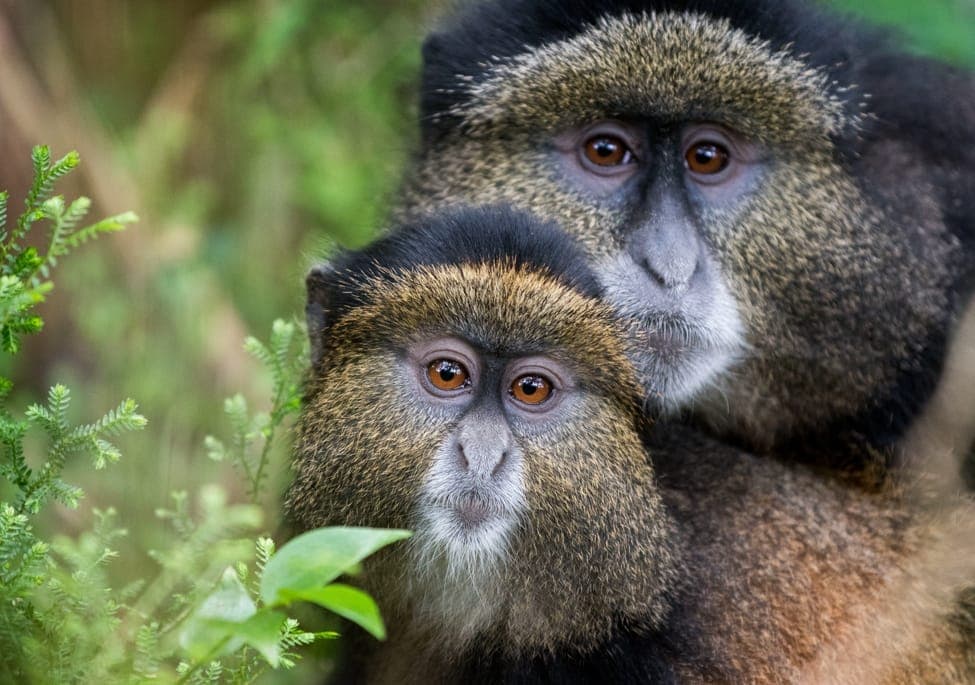 Golden Monkeys in Volcanoes National Park