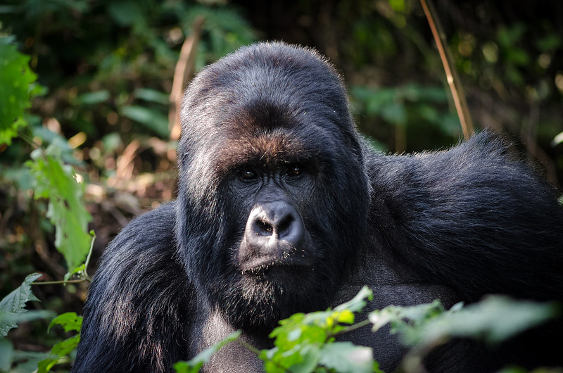 Luxury gorilla trekking safari in Uganda and Rwanda