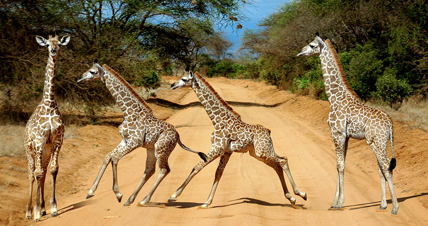 3 Days Tsavo East national park safari