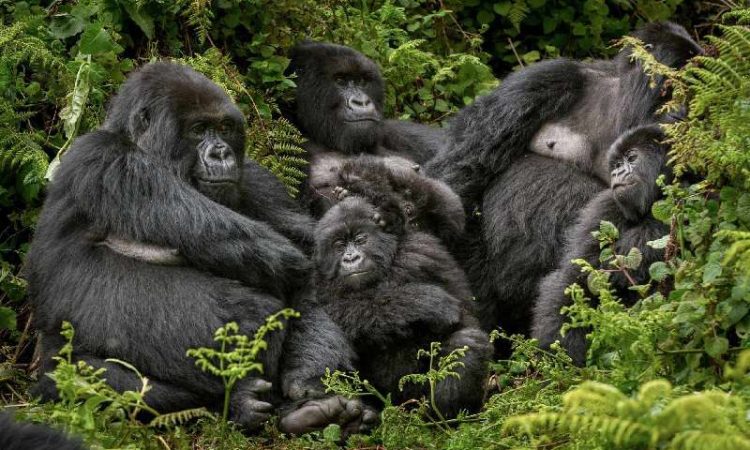 Buhoma Sector in Bwindi impenetrable forest national park
