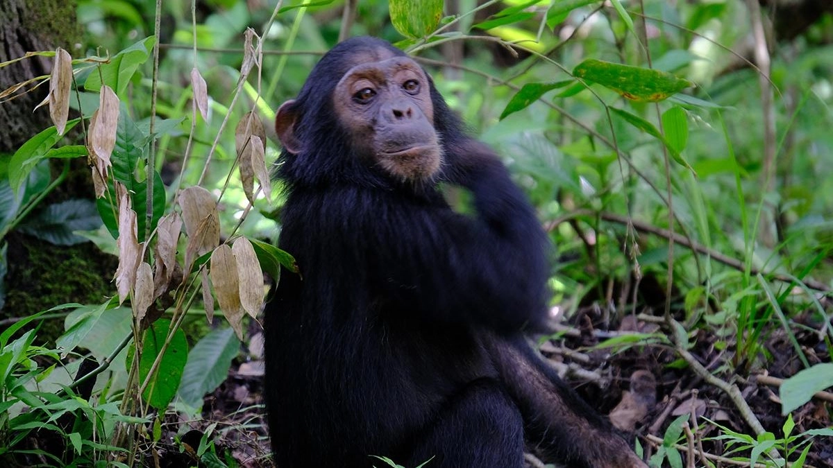 Best place for chimpanzee trekking safari in Uganda