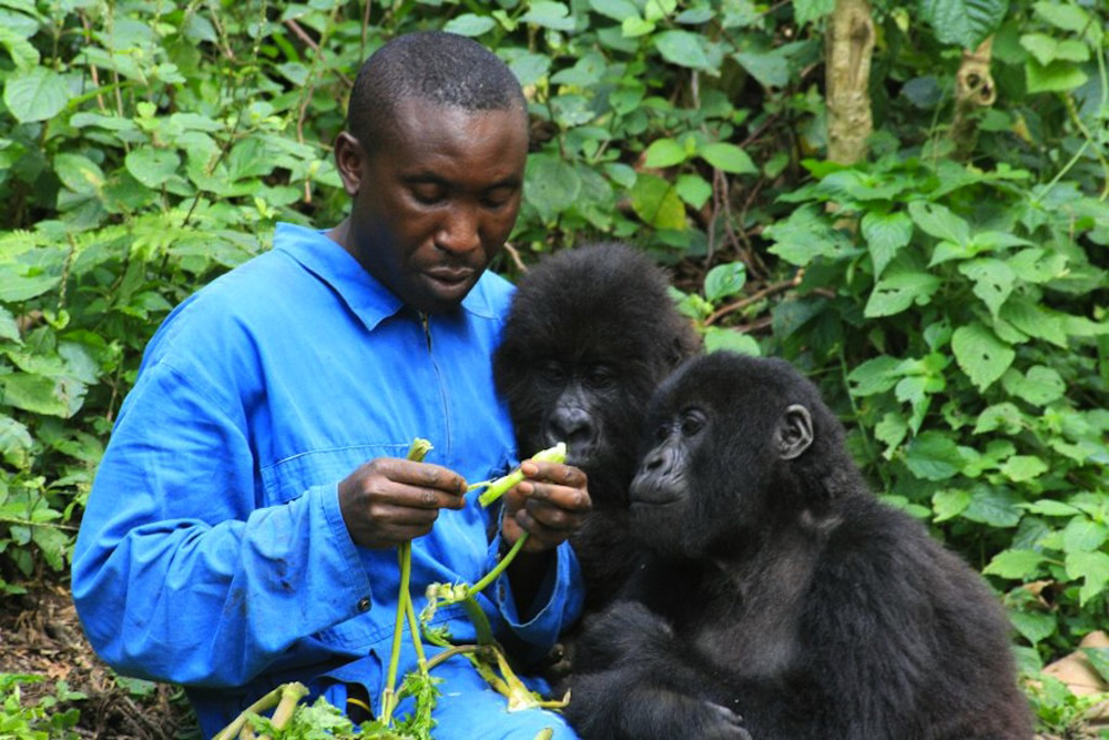 Top things to do in Virunga national park