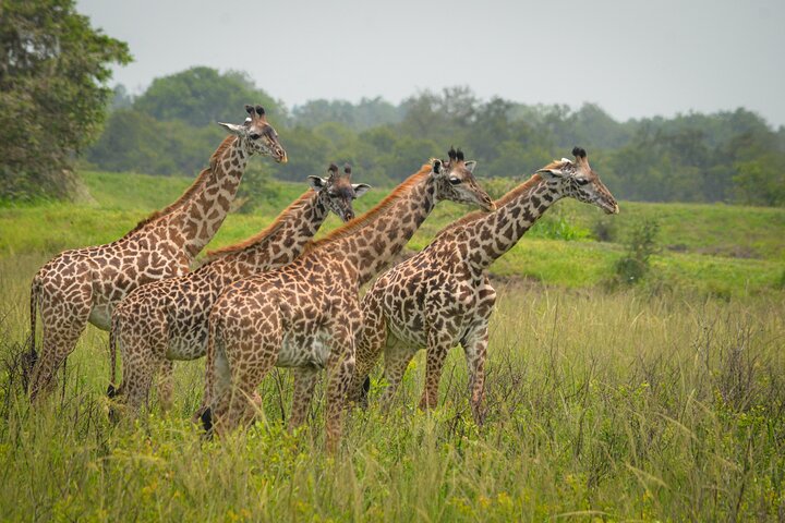 Top safari activities in Selous Game Reserve