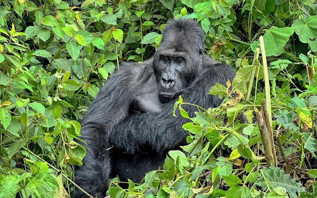 3 Days Congo Lowland Gorilla Safari