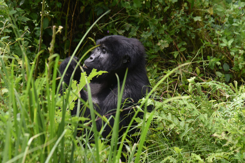 Ruhija Sector in Bwindi Impenetrable Forest National Park